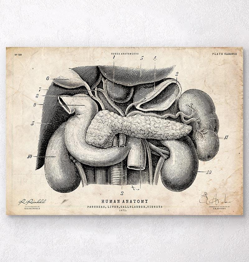 Pancreas, liver and gallbladder anatomy poster