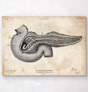 Pancreas anatomy art print