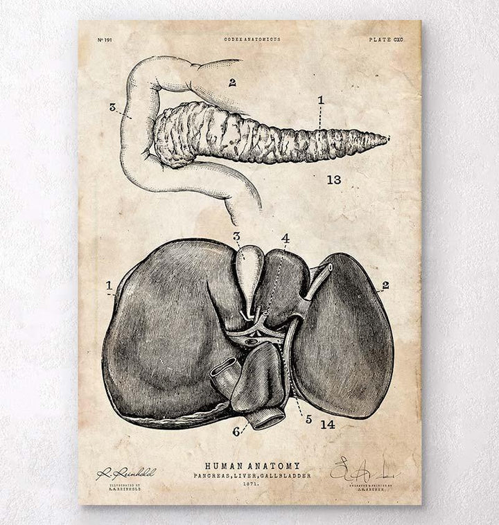 Pancreas and liver anatomy poster