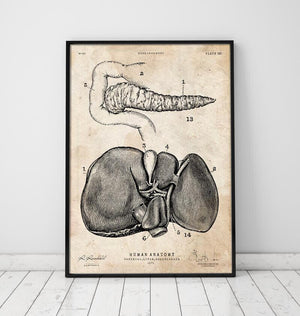 Pancreas and liver anatomy poster