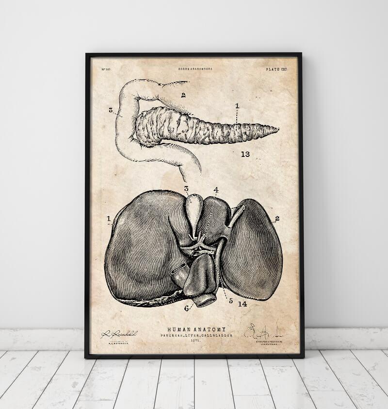 Pancreas and liver anatomy poster – Codex Anatomicus