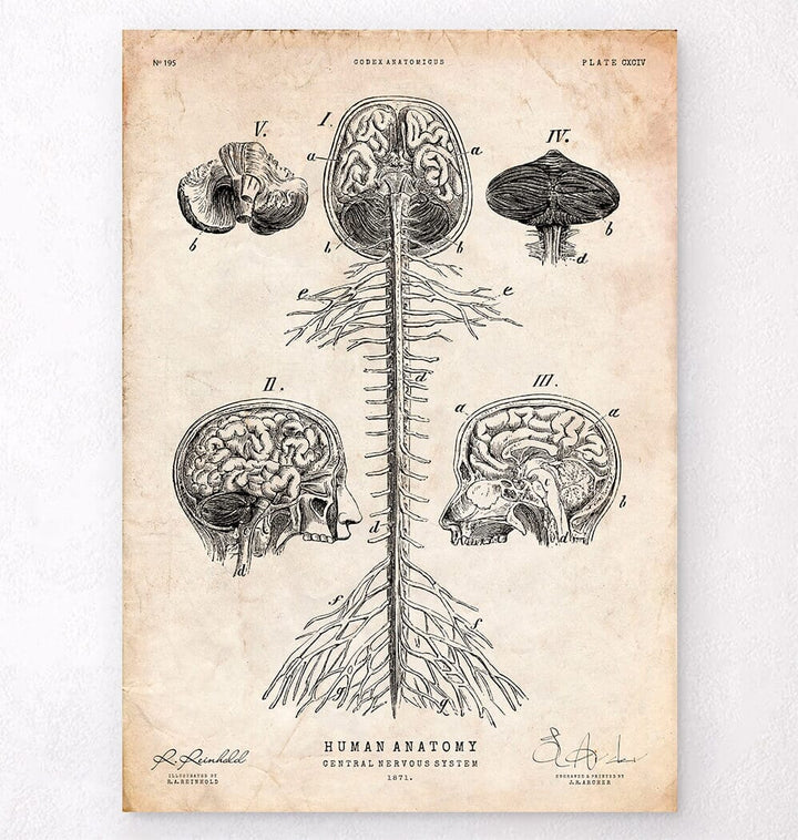 Central nervous system vintage anatomy poster - Codex Anatomicus