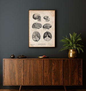 Human & chimpanzee brain vintage anatomy poster in a frame