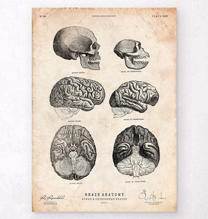 Human and chimpanzee brain anatomy art