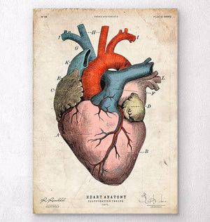Anatomical heart art print - Colored