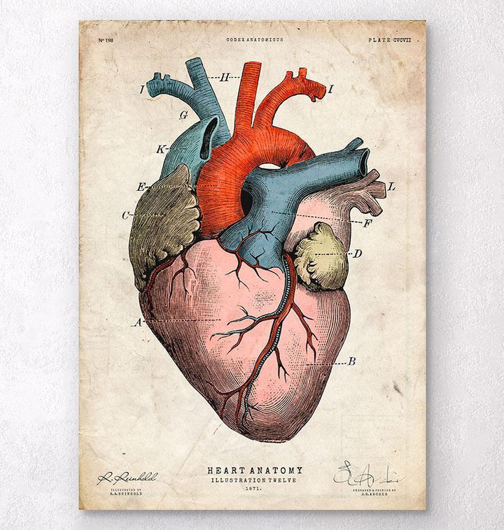 Anatomical heart art print - Colored