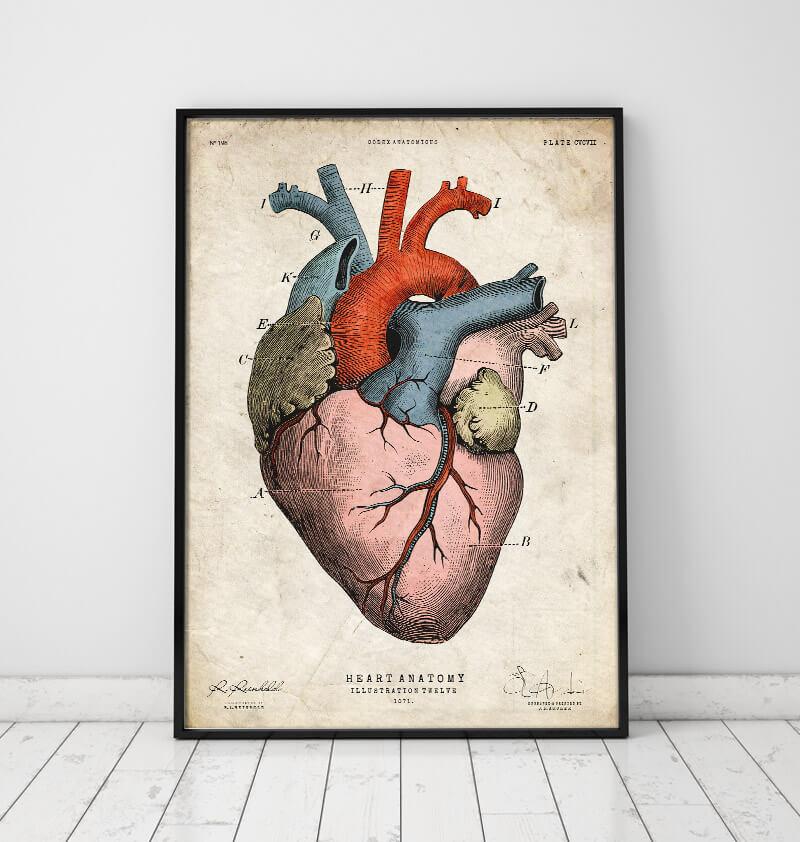 Anatomical heart art print - Colored – Codex Anatomicus