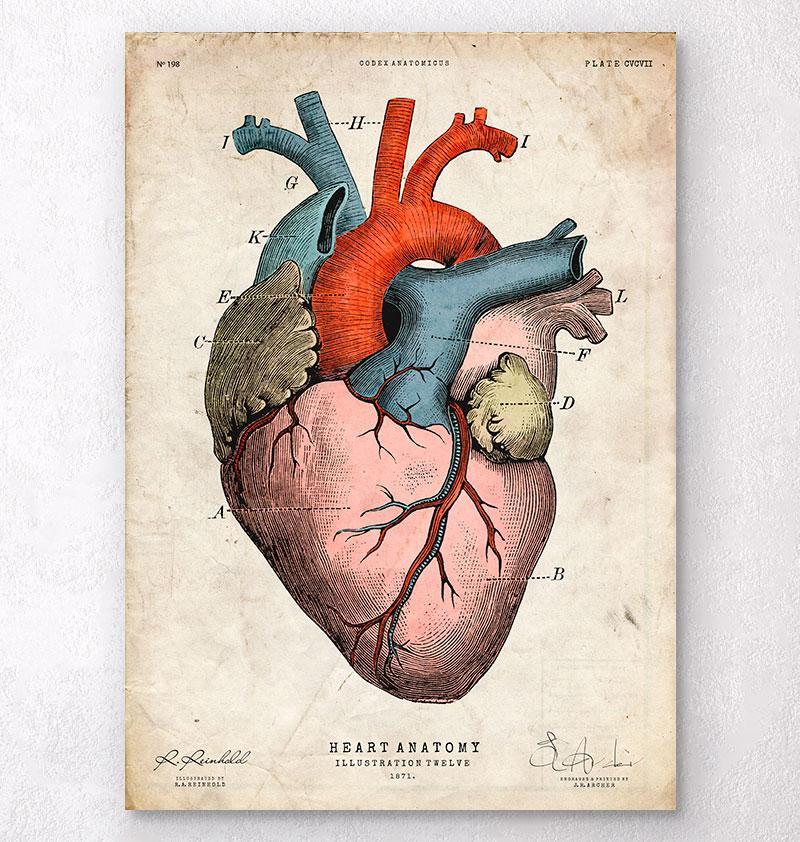 Anatomical Heart Art for Sale - Fine Art America