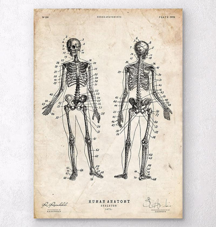 Human skeleton chart