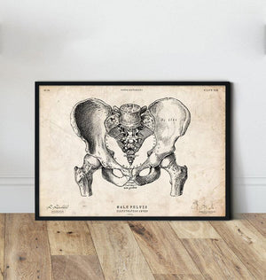 Male pelvis vintage anatomy poster in a frame by codex anatomicus