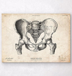 Male pelvis anatomy
