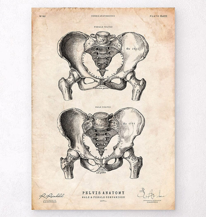 Male and female pelvis anatomy