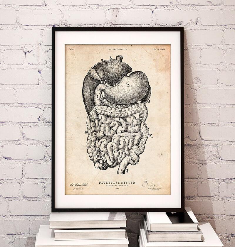 Digestive system anatomy print - Codex Anatomicus