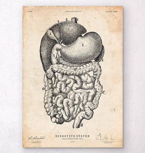 Digestive system vintage anatomy poster