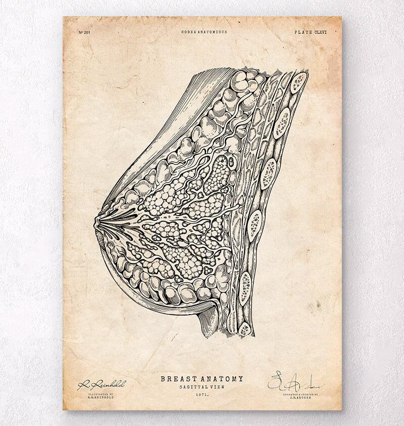 Breast anatomy vintage poster