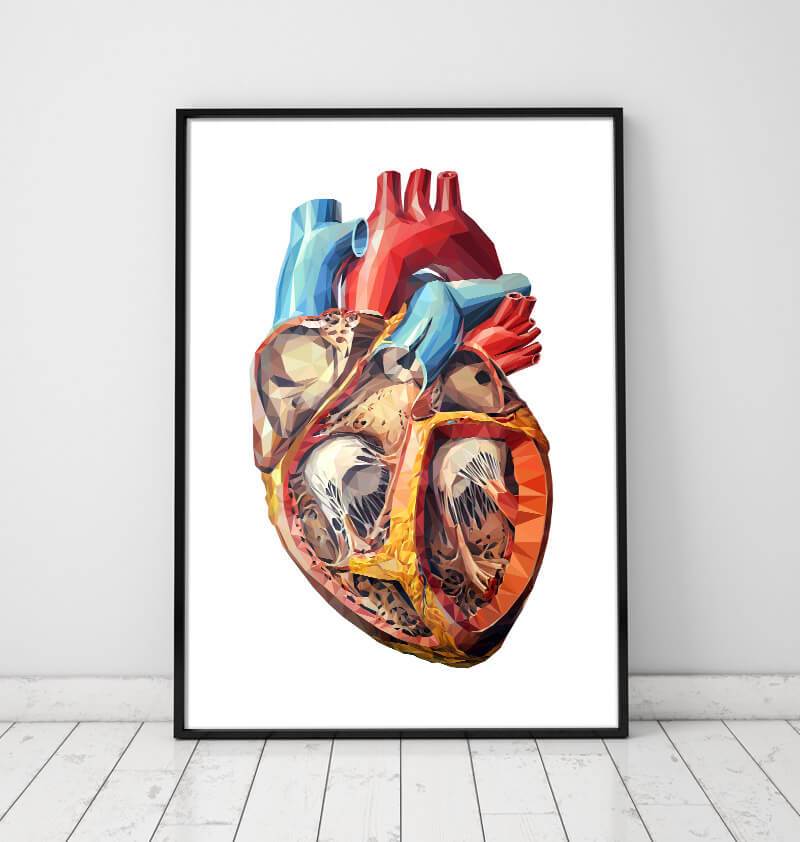Anatomical heart anatomy poster