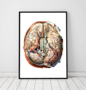 Geometrical brain anatomy poster