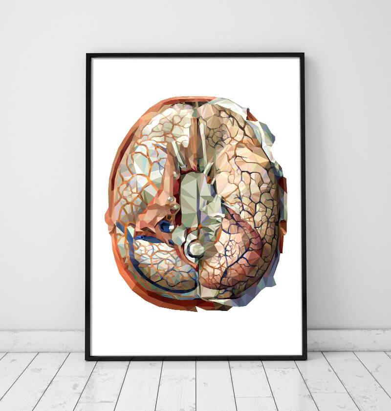 Geometry Brain Geometrical brain anatomy art – Codex Anatomicus