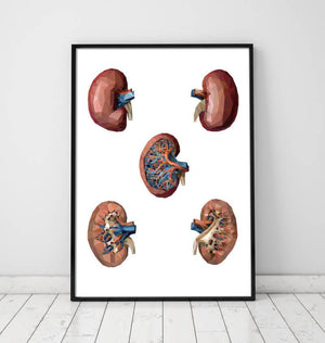 Geometrical kidney anatomy art poster