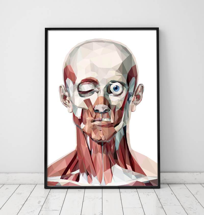 Geometrical face muscles anatomy poster