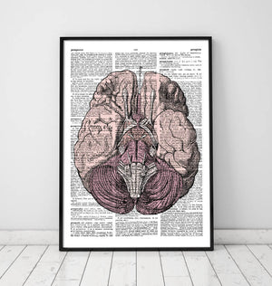 Brain anatomy dictionary print