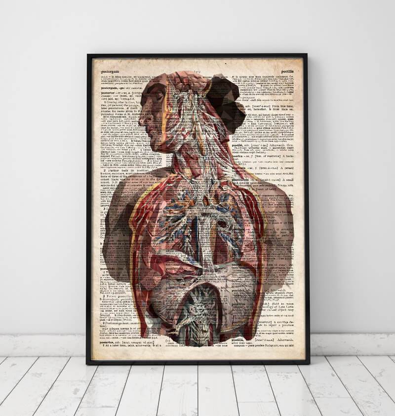 Scriptum Anatomy Human anatomy dictionary art print – Codex Anatomicus