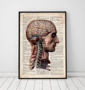Head and brain anatomy poster on Old dictionary page
