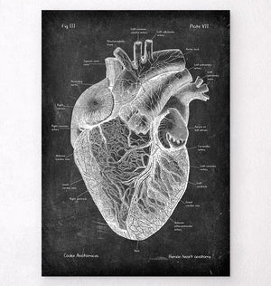 Anatomical Heart Drawing - Cardiac Surgeon Nurse - Anatomy - Posters and  Art Prints | TeePublic