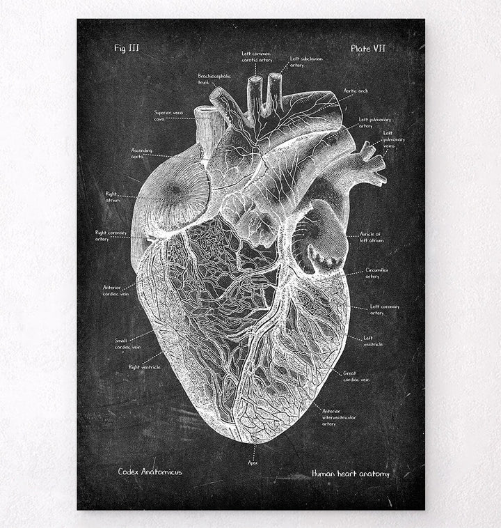 anatomical heart diagram sketch