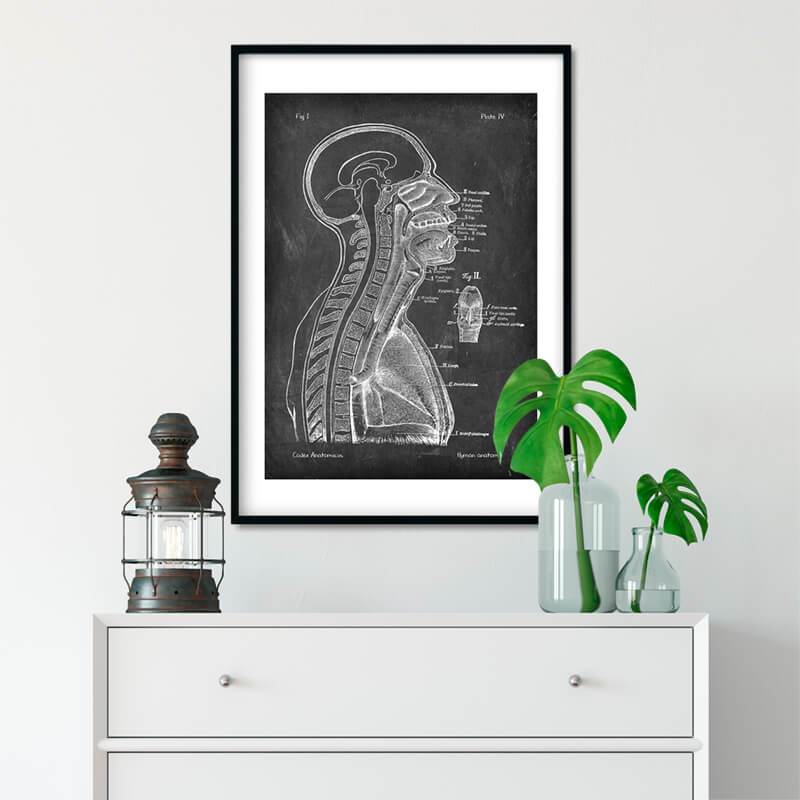 chalkboard anatomical brain and spine poster