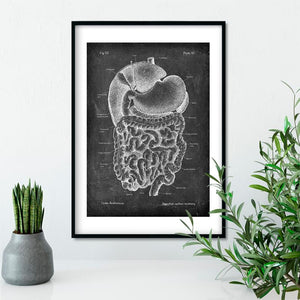 Digestive system anatomy art print - Codex Anatomicus
