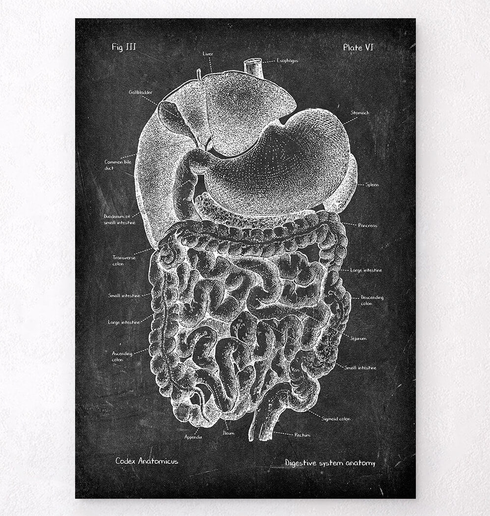 Digestive system anatomy art print - Codex Anatomicus