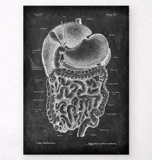 Digestive system anatomy art