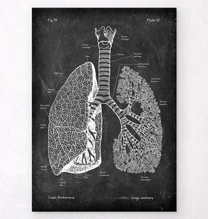 Lungs anatomy art
