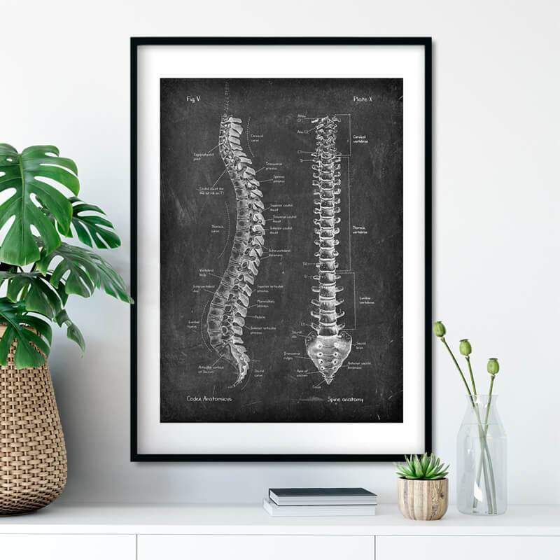 Spine anatomy poster in Chalkboard Style by Codex Anatomicus