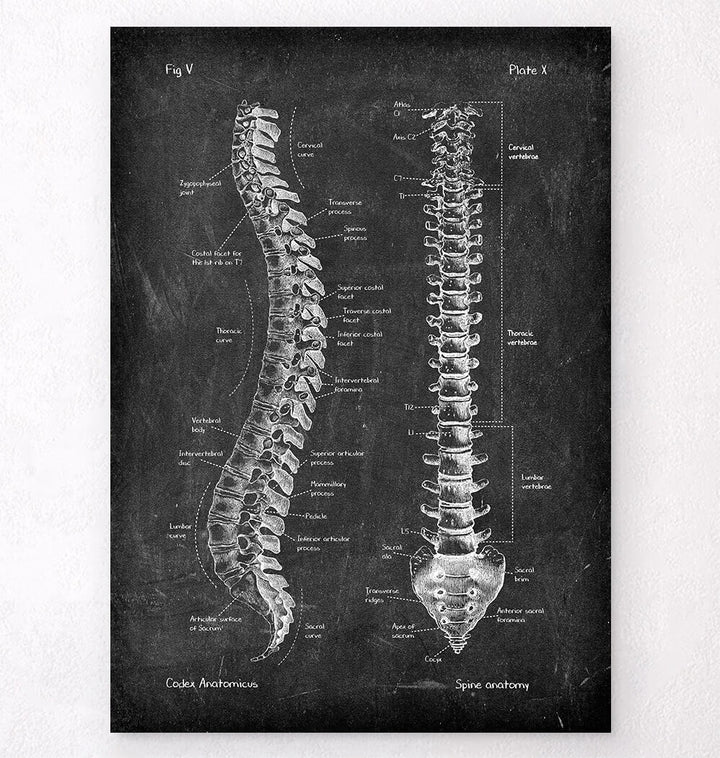 Spine anatomy poster