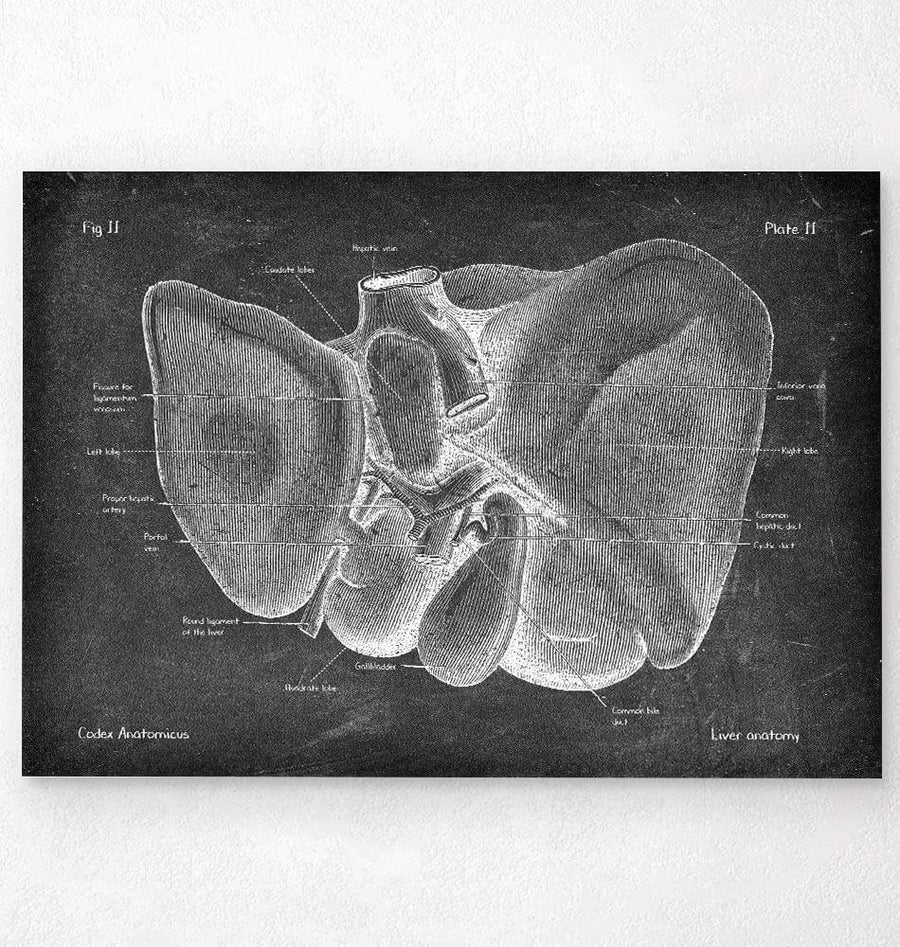 Liver anatomy poster