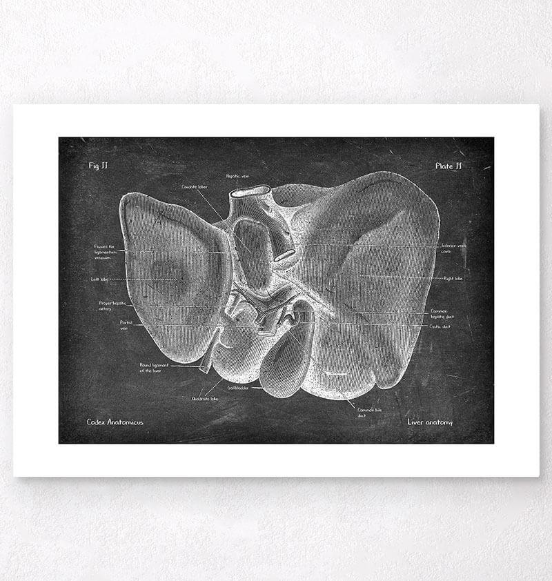 Leber Anatomie - Chalkboard