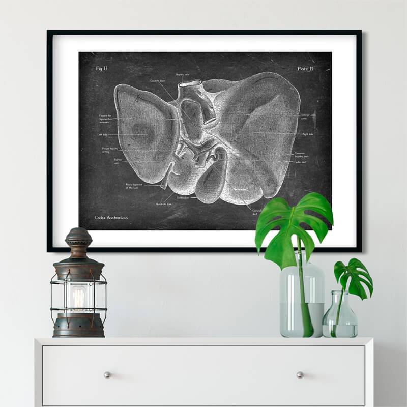 Liver anatomy - Chalkboard
