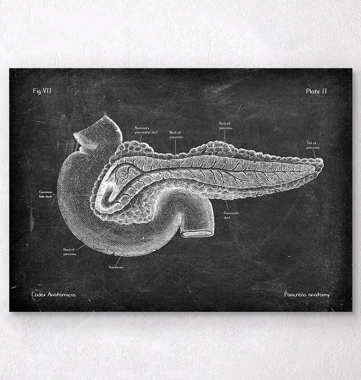 Digestive system - Anatomy Art - Codex Anatomicus – Tagged 