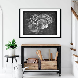 Sagittal brain anatomy poster on Chalkboard background by Codex Anatomicus