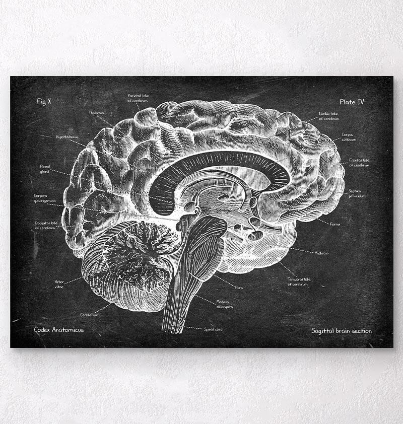 Brain Lobes Black And White Poster Occipital Lobe Of Human Brain
