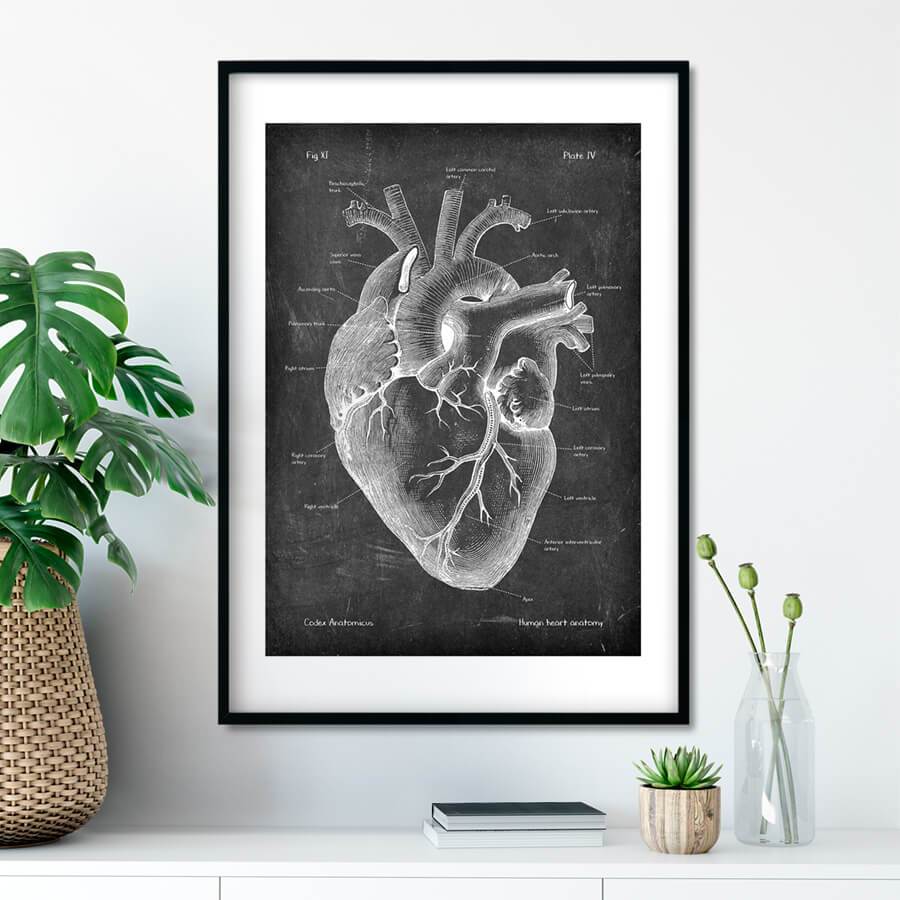 Heart anatomy drawing on chalkboard texture