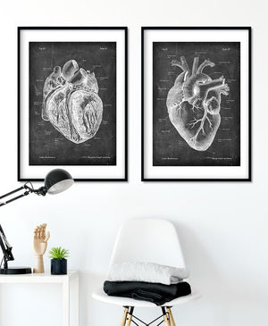 Präparierte Herz Anatomie - Chalkboard