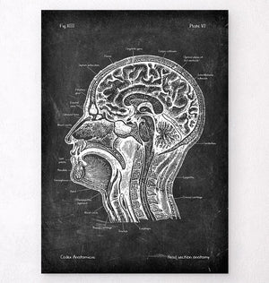 brain anatomy sketch