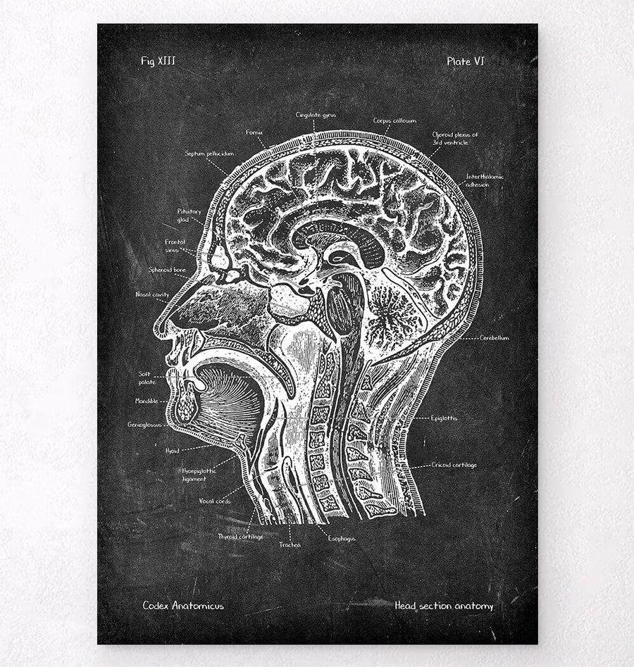 Head section and brain anatomy chalkboard poster
