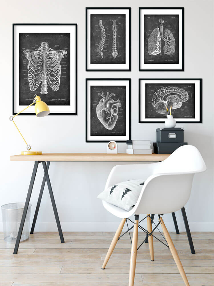 Brustkorb Anatomie - Chalkboard