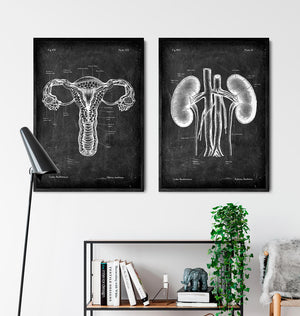 Urinary system anatomy poster
