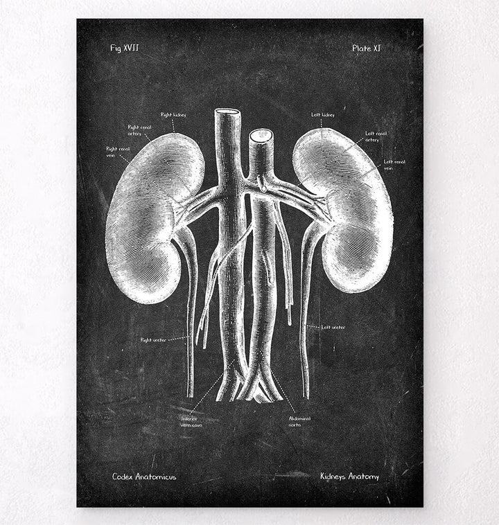 Kidneys anatomy chart