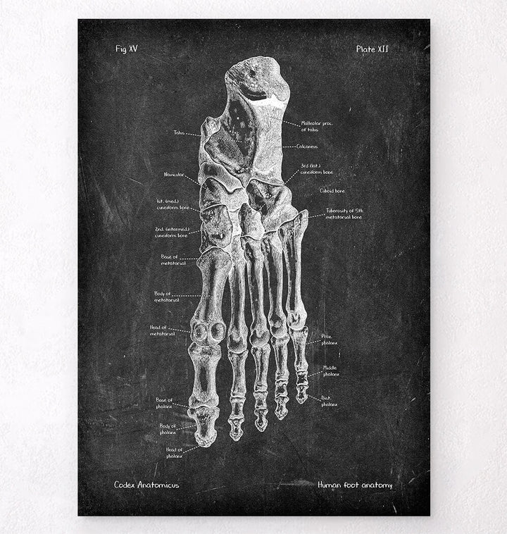 Foot anatomy art print